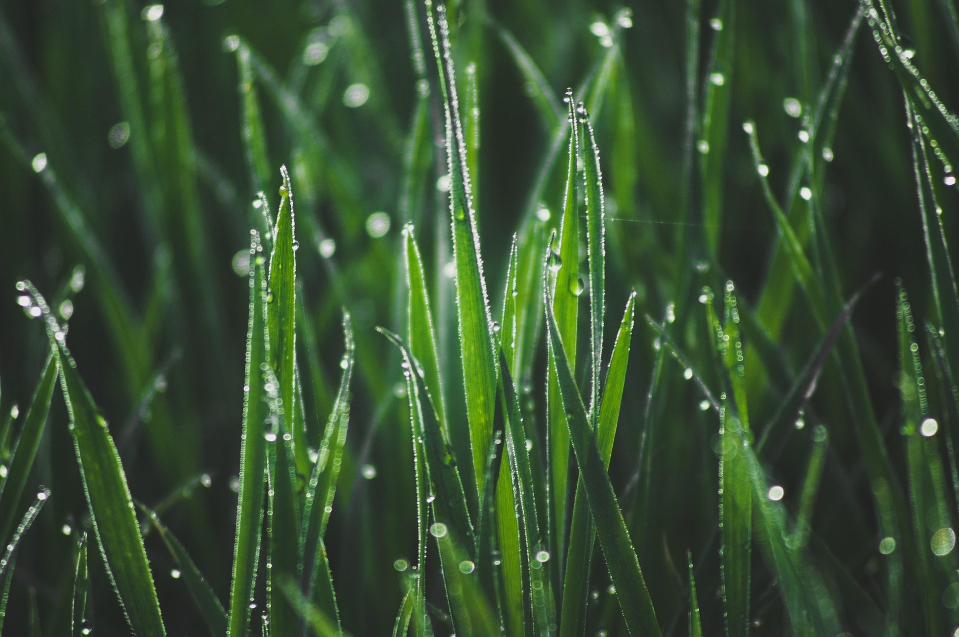 ruslansikunov-grass-7168204_1920.jpg