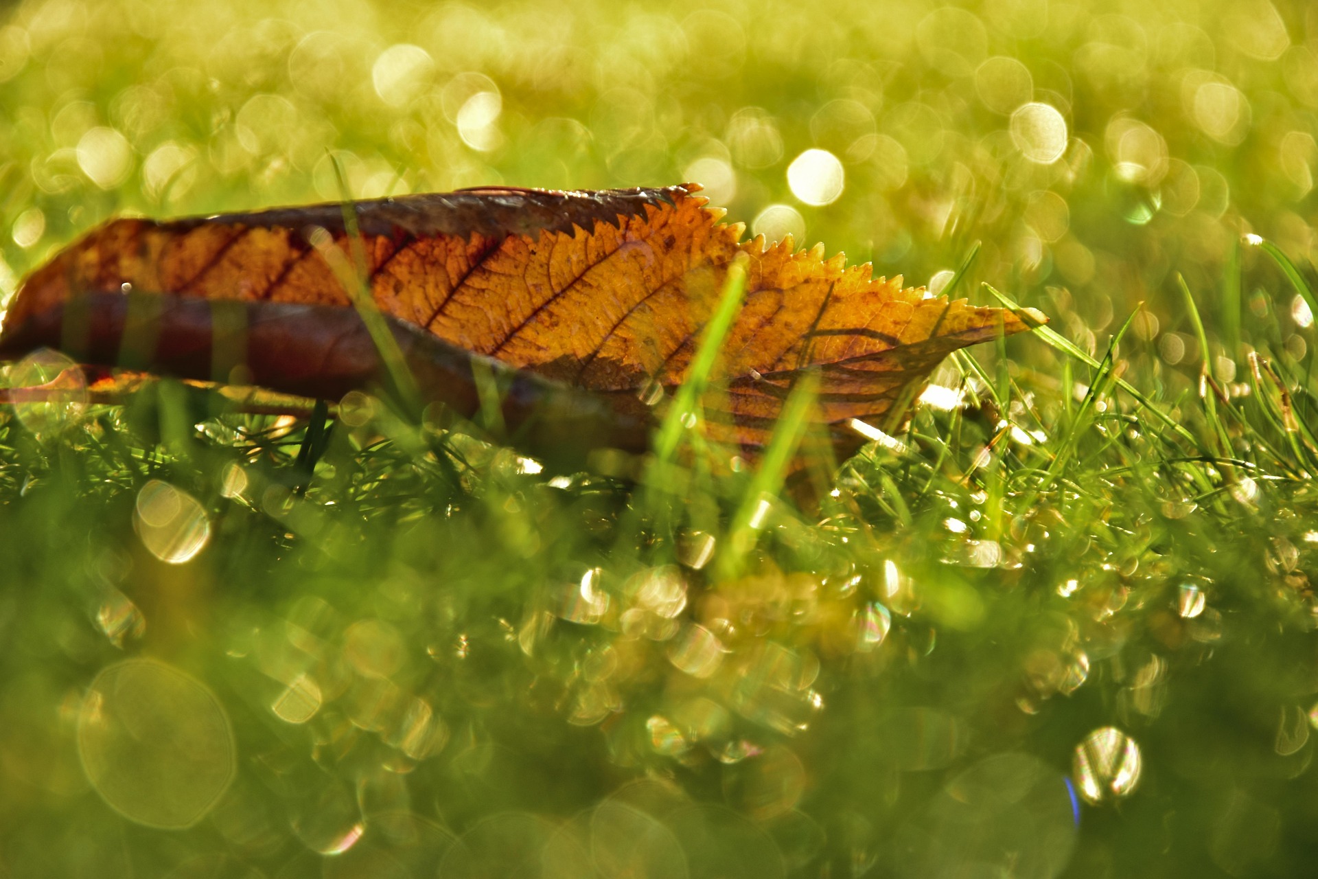 peggychoucair-leaf-4644608_1920.jpg